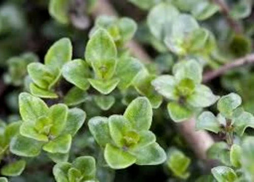 English Thyme Seeds, 100 Seeds, Culinary & Medicinal Herb, Thymus vulgaris - Versatile & Aromatic for Home Gardens