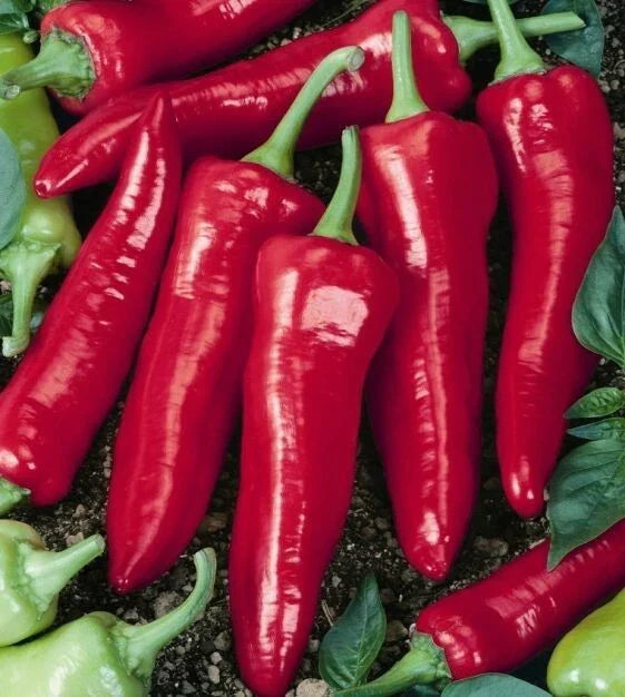 Big Jim Hot Pepper Seeds - 25+ Heirloom Capsicum Annuum - USA Grown, Perfect for Gardening & Cooking