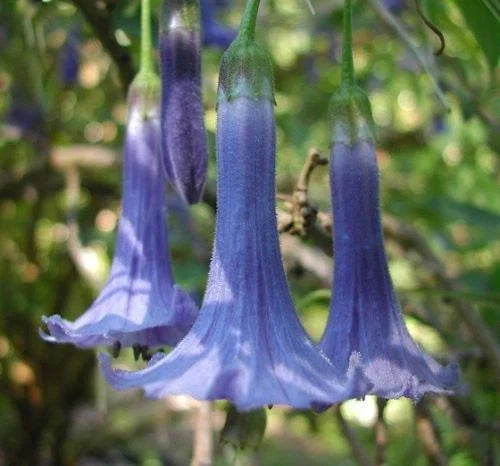 Blue Angel Trumpet Seeds 10 Pack - Fragrant Blue Flowers - Brugmansia suaveolens - Tropical Garden Shrub Seeds