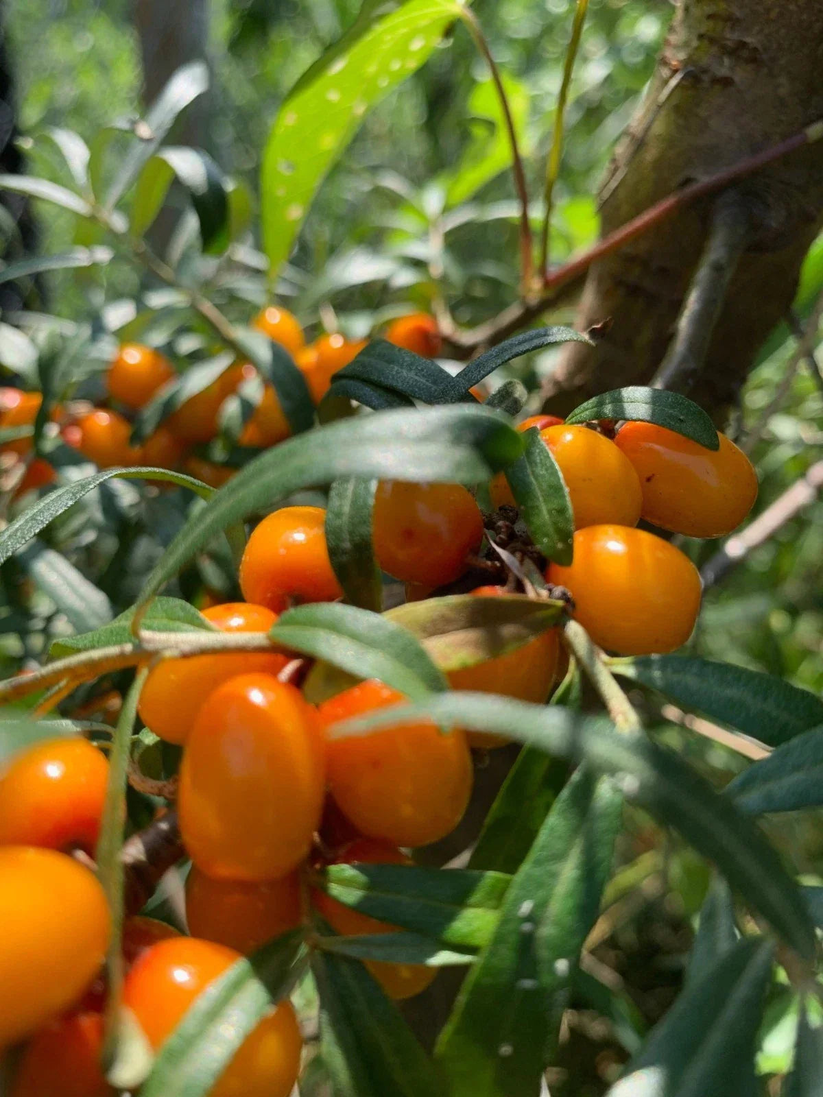 Sea Buckthorn Plant - Potted - Healthy Roots - Hippophae rhamnoides - Nutrient-Rich Edible Shrub for Gardens & Landscaping