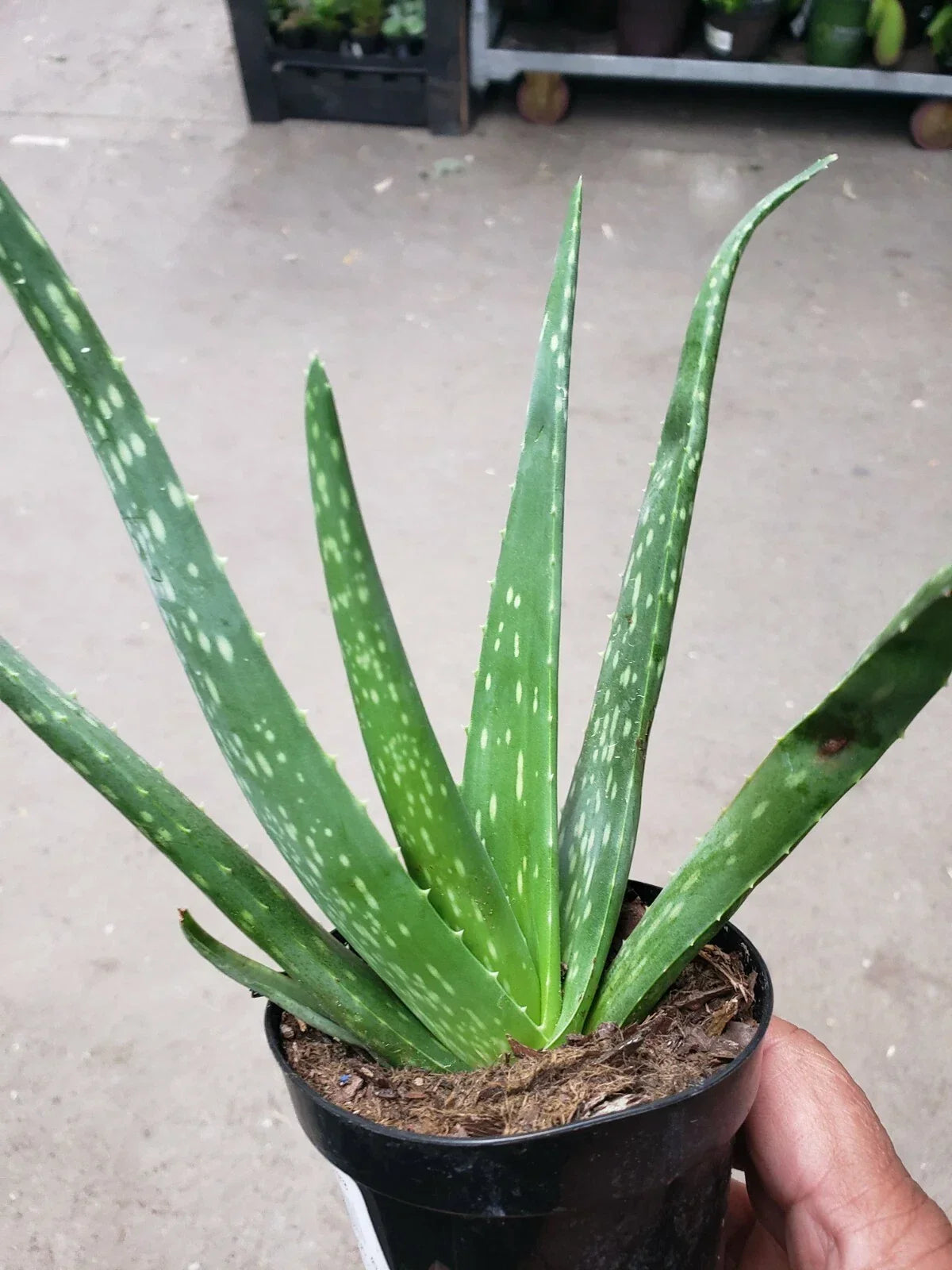 Potted Aloe Vera Plant - Live Succulent - Easy-to-Grow Air Purifier - Aloe barbadensis miller - Indoor/Outdoor Garden Decor