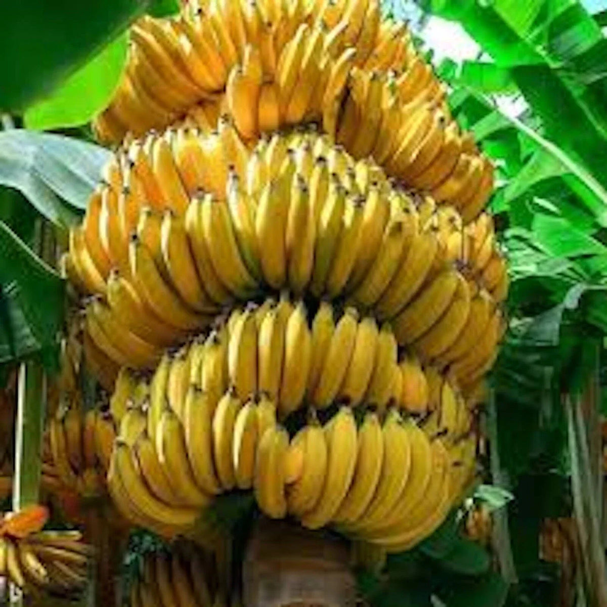 Banana Tree Starter Plants - 3-Pack Musa Gran Nain - Tropical Indoor/Outdoor Gardening - Musa acuminata 'Gran Nain'