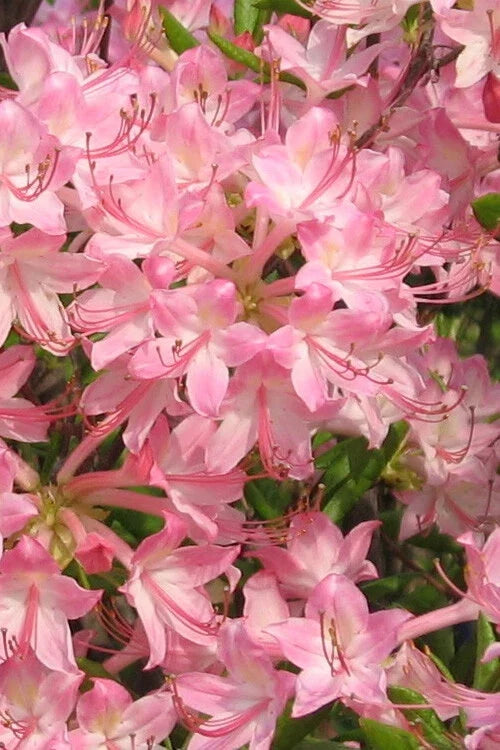 Azalea Starter Plant - Pink Pearl Variety - Rhododendron 'Pink Pearl' - Deciduous Flowering Bush - Iridescent Pink Blooms