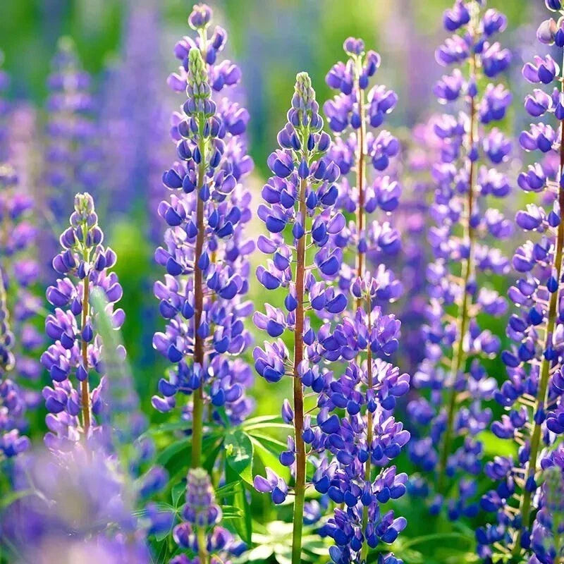 Russell Purple Lupine Seeds - 60 Organic Perennial Seeds - Lupinus polyphyllus - USA Grown, Attracts Pollinators