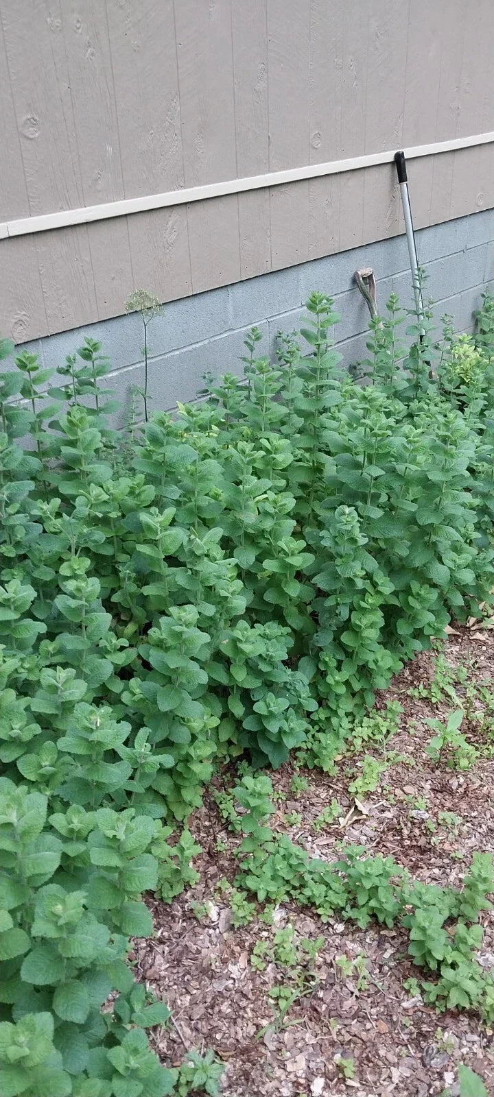 Hardy Giant Apple Mint Plants 4 Pack - Fast Growing Variegated Mint - Mentha suaveolens 'Variegata' - Smoky Mountains TN