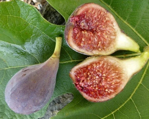Celeste Fig Plant 3" Pot Ficus carica 'Celeste' Rooted Indoor/Outdoor Fig Tree for Garden Home Decor