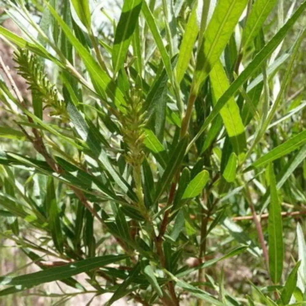 Sandbar Willow Cuttings 10 Pack Coyote Willow Salix exigua M4 – Fast Growing, Hardy Plant for Erosion Control and Biodiversity