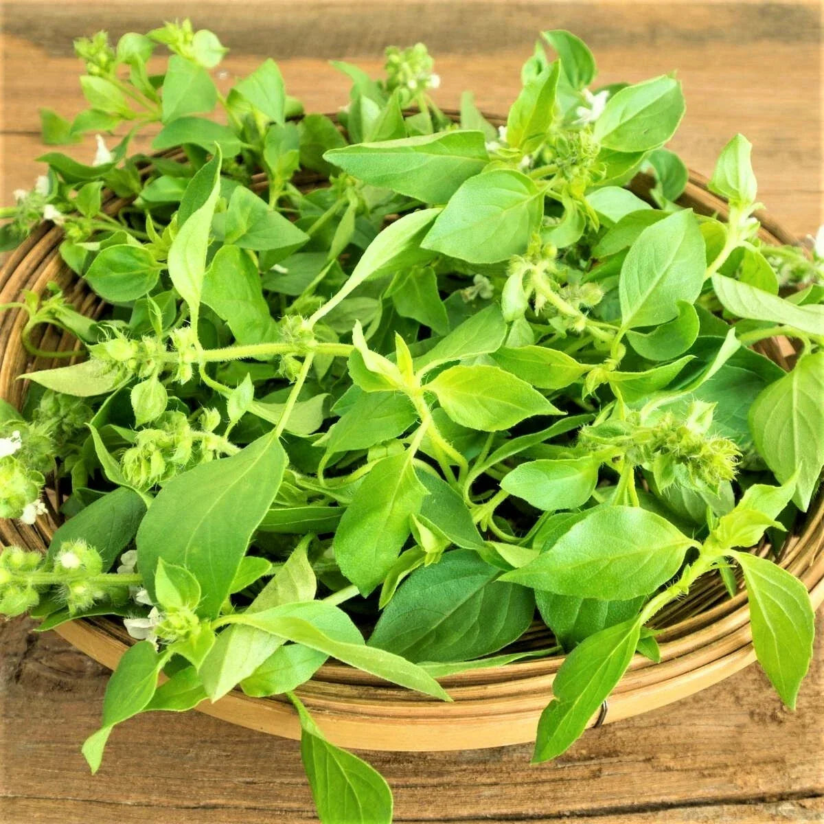 Lemon Basil Seeds - 200 Count Non-GMO Pack - Ocimum basilicum 'Citriodorum' - Unique Culinary Herb for Gardening