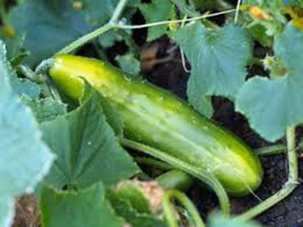 Cucumber Seeds, Heirloom Non-GMO, 25+ Seeds, Garden Variety, Marketer Cucumber (Cucumis sativus)