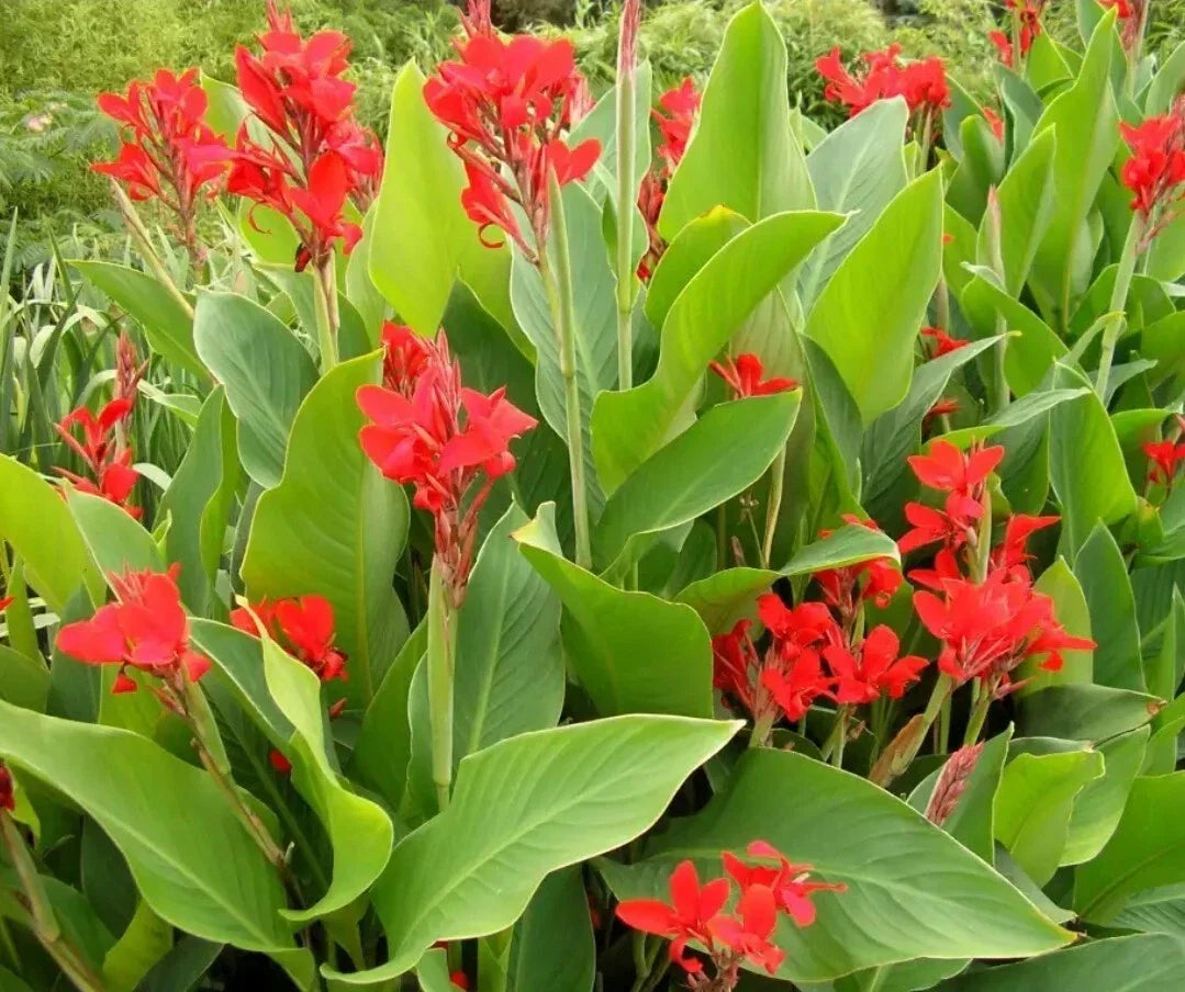 Canna Lily Seeds - 20+ Red Dazzler Bulbs - Canna Indica - Vibrant Flowering Plants for Garden Planting