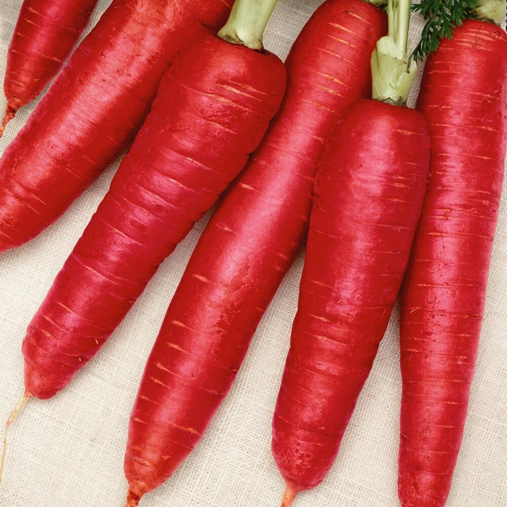 200 Atomic Red Carrot Seeds | Organic Rare Variety | Daucus carota | Crisp Mild Sweet Flavor for Home Gardening