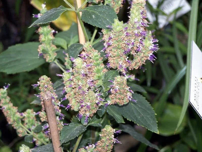 Patchouli Seeds Packet of 50 Seeds Pogostemon cablin Aromatic Herb for Gardening and Essential Oils