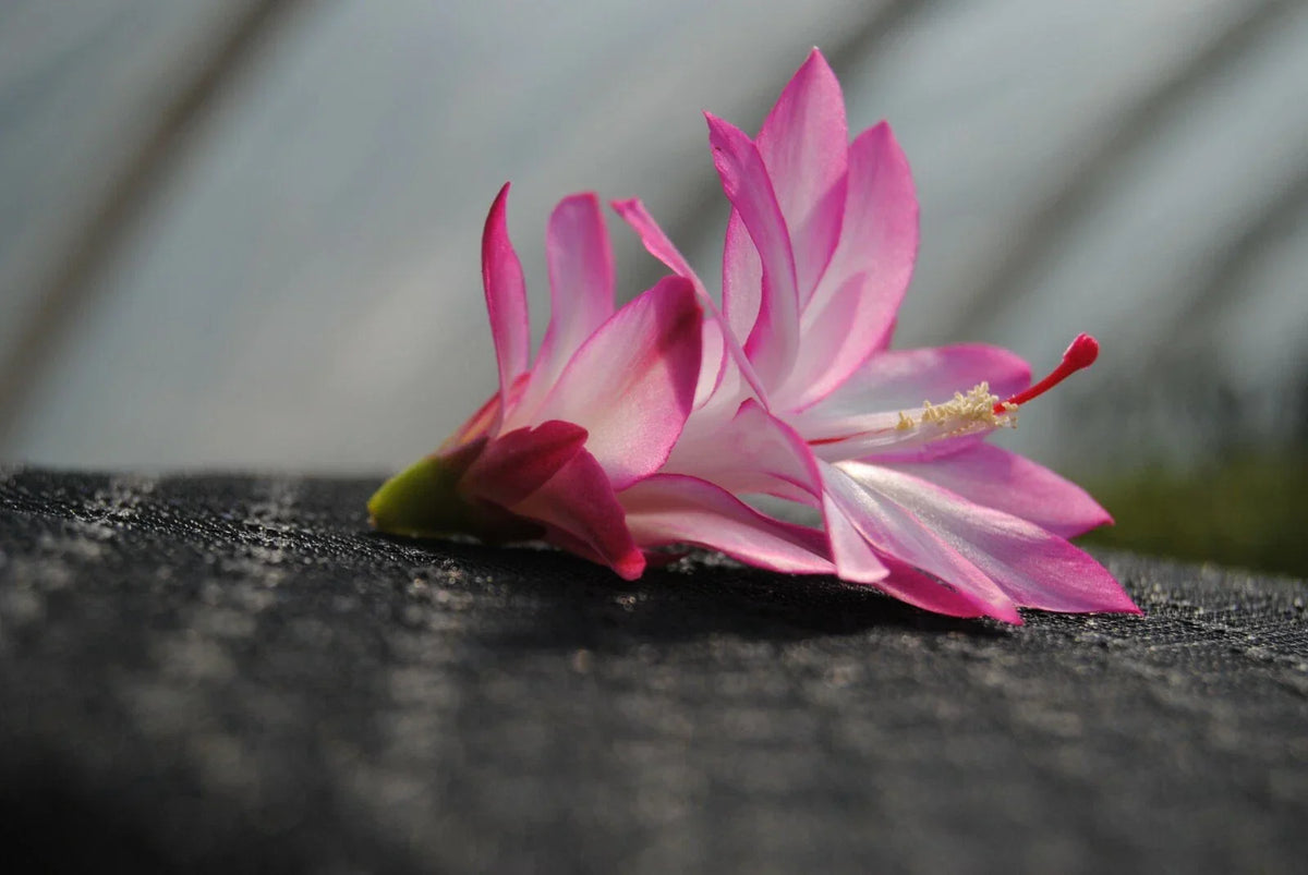 Christmas Cactus Starter Plant - Angel Wings - Schlumbergera truncata - Well Rooted for Holiday Decor