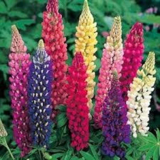 Lupine Seeds 40 Count Russell Mix Perennial Flower Lupinus Polyphyllus