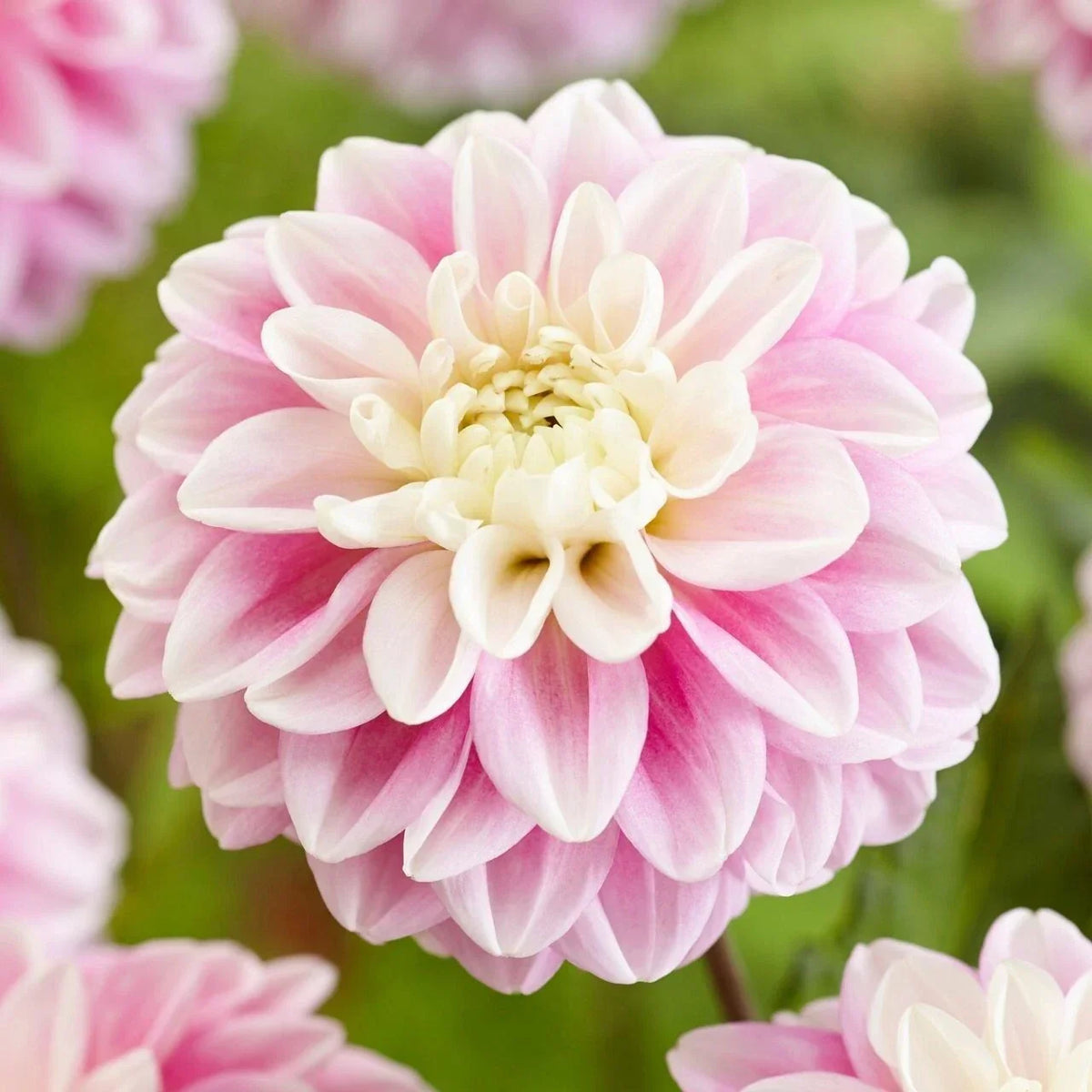 Fluffles Dahlia Seeds - 25 Pack - Perennial Flower Seeds - Dahlia pinnata - Vibrant Multi-Colored Blooms for Gardens