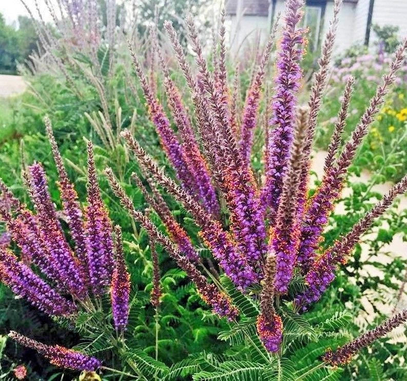 Lead Plant Seeds - 100+ Native Wildflower Seeds for Drought & Heat Tolerance, Pollinator Friendly (Amorpha canescens)