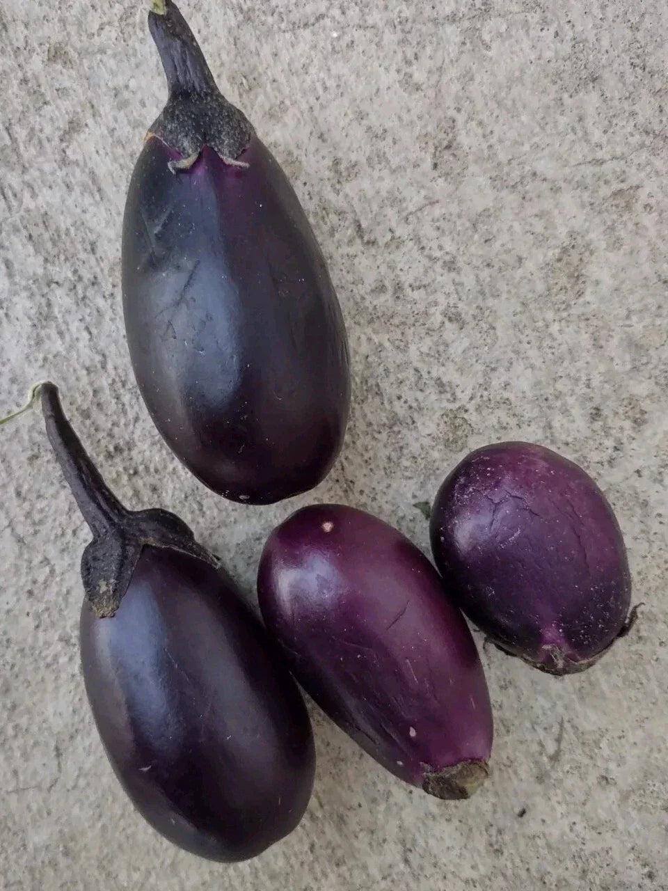 Black Beauty Dwarf Eggplant Seeds 2-3" Compact Variety Solanum melongena - Heavy Yield, Easy to Grow for Small Gardens