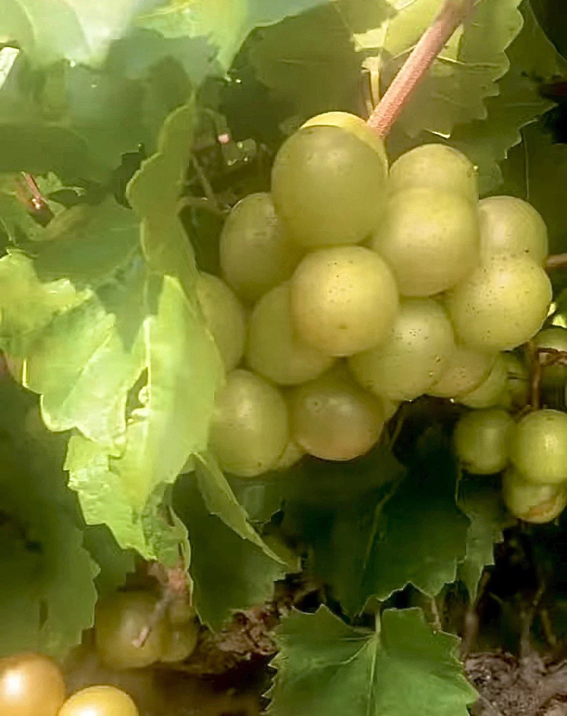 Organic Muscadine Grape Cuttings - 6 Unrooted 6” Scuppernong Cuttings - Vitis rotundifolia - Sweet, Aromatic Grapes for Home Garden