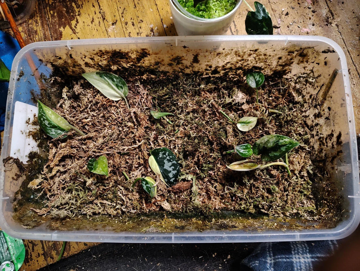 Variegated Scindapsus Mayari Cuttings - Indoor Houseplant Propagation - Unique Leaf Patterns - Scindapsus aureus 'Mayari'