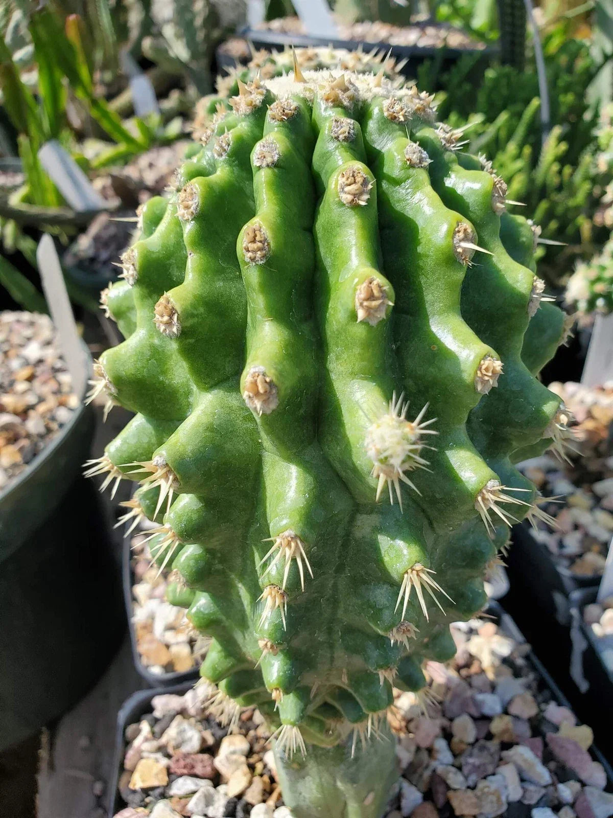 Grafted Cactus Plant - Echinocactus grusonii 'Knobby' - Unique Indoor Succulent for Home Decor - Low Maintenance Green Cactus