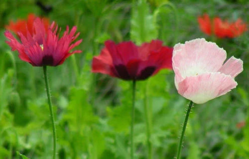 Poppy Seeds - 85 Count - Pepperbox Mix - Papaver spp. - Non-GMO Flower Seeds - GroCo Made in USA