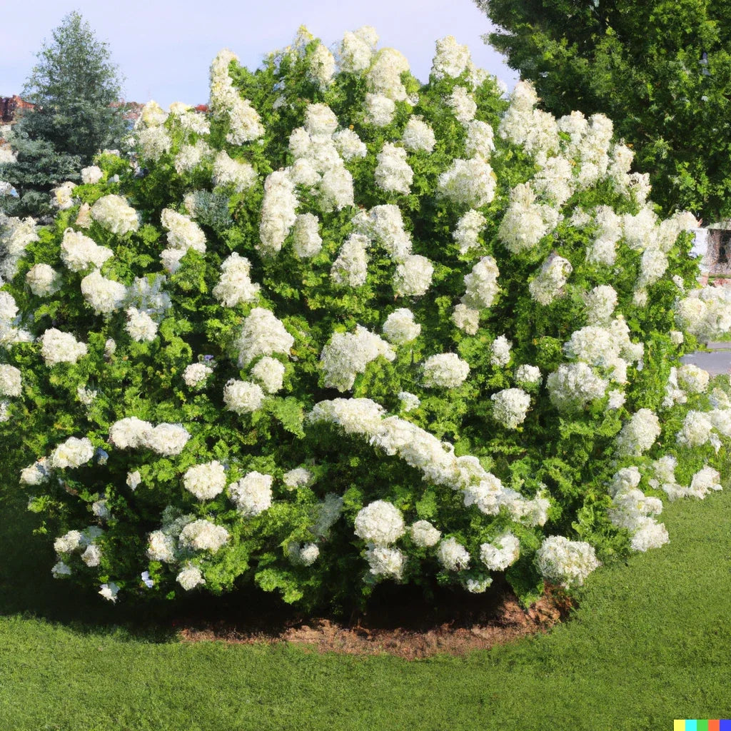 Hydrangea Seeds 50 Pack, White Flower Bush, Oakleaf Variety, Hydrangea quercifolia - Ideal for Hedges and Shrubs