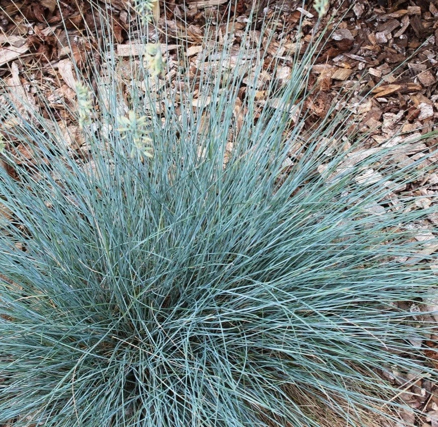 Blue Fescue Plant - 4-Inch Pot - 'Elijah Blue' Ornamental Grass - Festuca glauca - Drought-Tolerant, Compact Growth, Vibrant Foliage