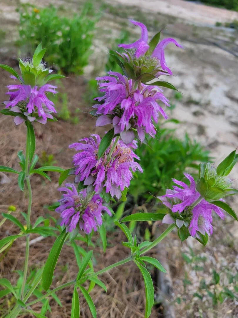 Lemon Bee Balm Seeds | 25 Seeds | Monarda Citriodora | Butterfly Friendly | Florida Grown