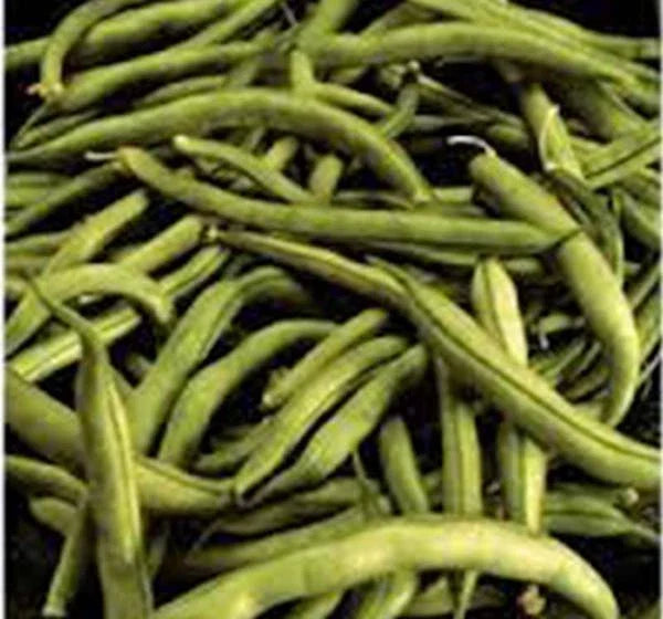 Heirloom Bean Seeds - 50+ Commodore Bush Non-GMO Green Bean Seeds, Phaseolus vulgaris, Ideal for Container Gardening