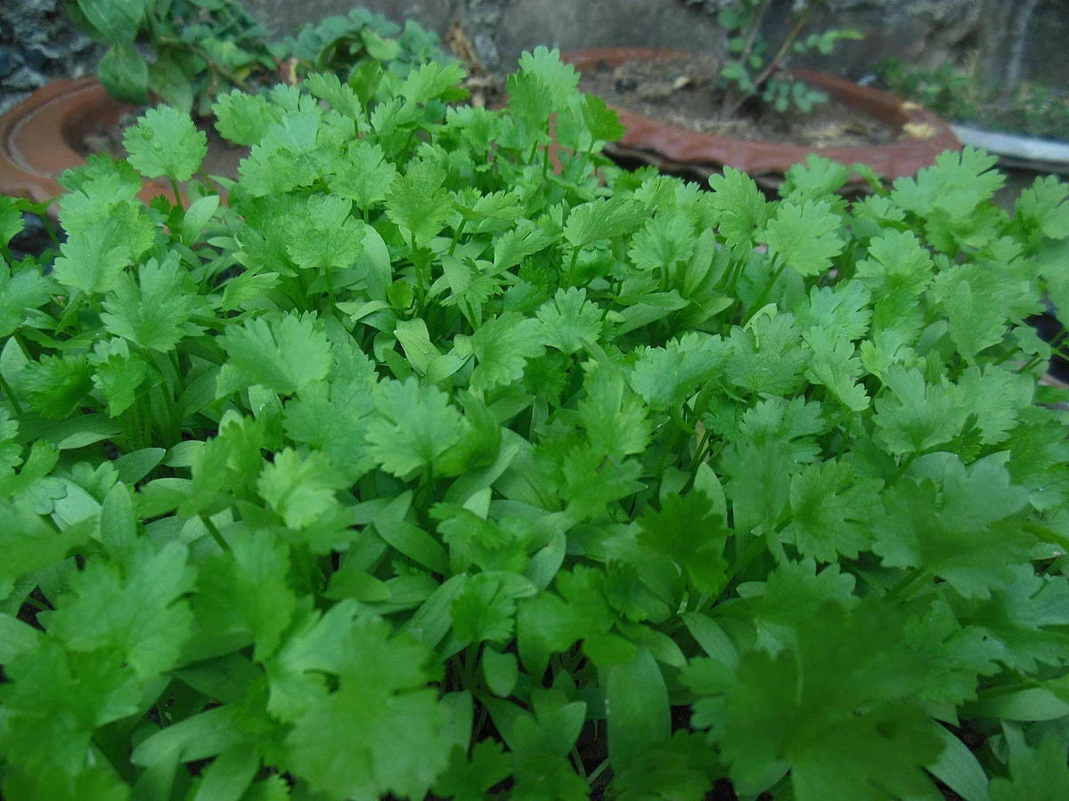 Cilantro Seeds 200 Pack Non-GMO Coriander Seeds for Planting Coriandrum sativum - USA Grown, USDA Quality