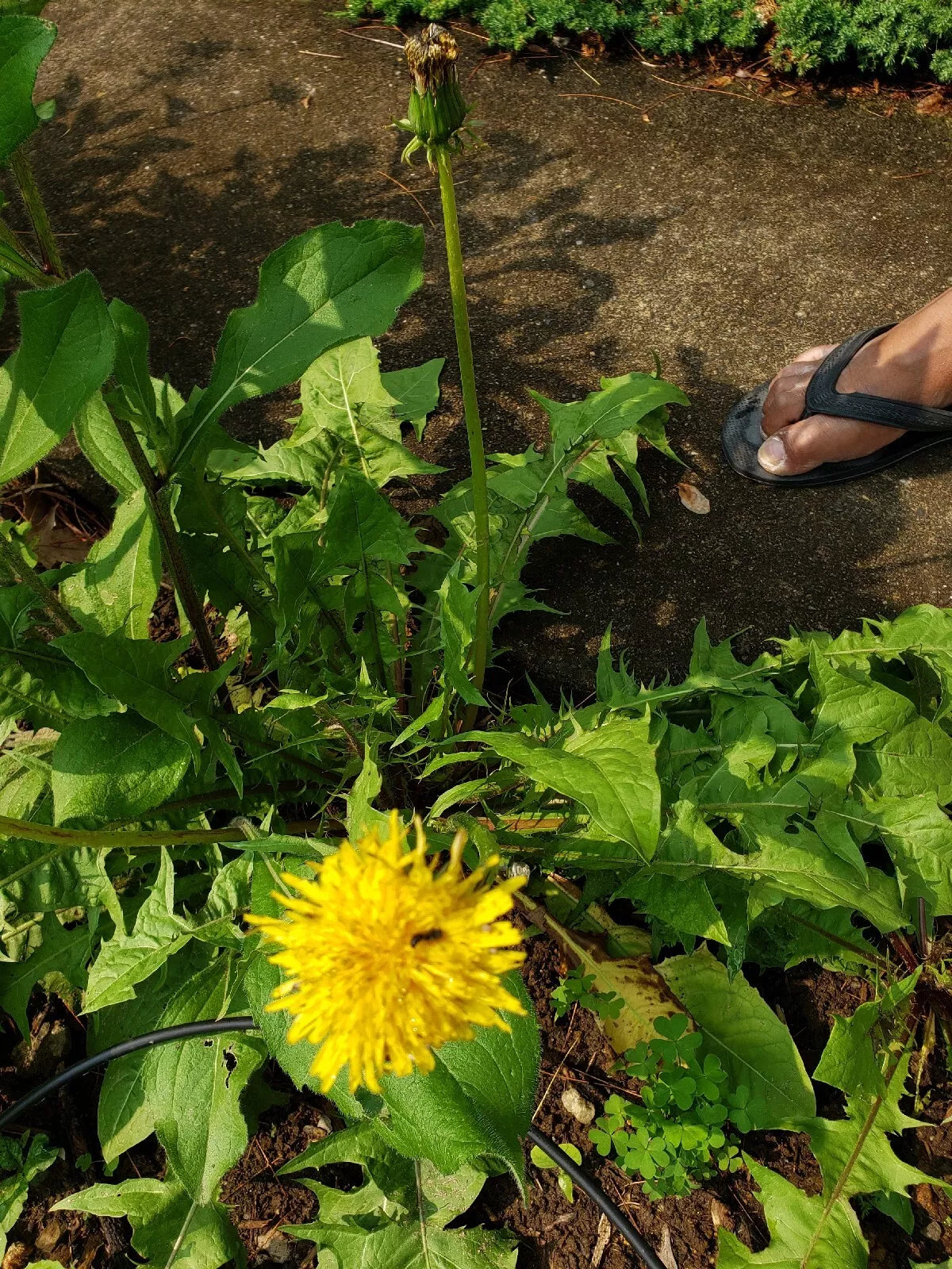 Dandelion Live Organic Plants 10 Count - Taraxacum officinale - Non-GMO Roots for Gardening and Edible Landscaping