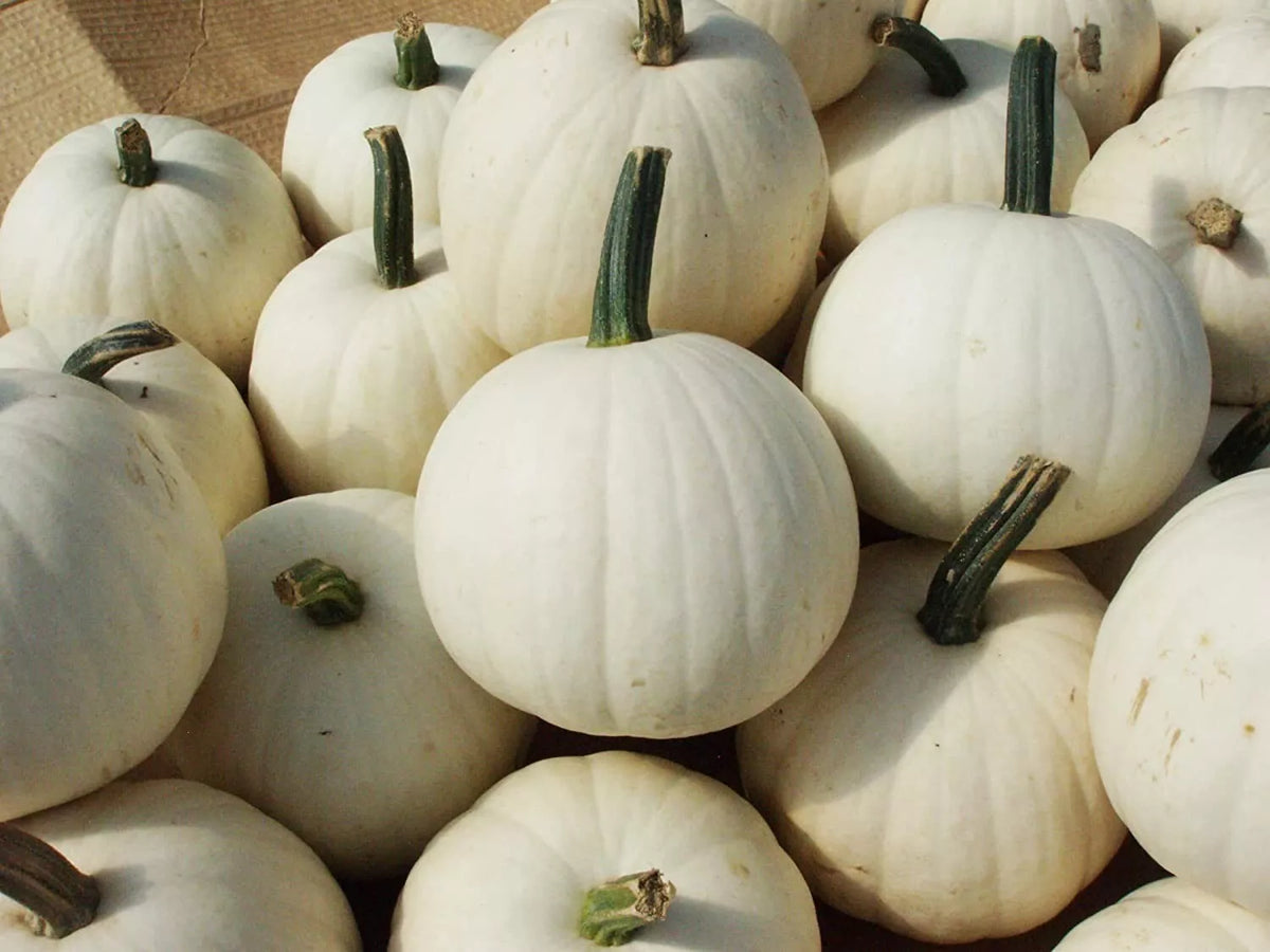 Snowball Pumpkin Seeds - 10 Count - White Varieties for Planting - Cucurbita pepo - Perfect for Fall Decor and Baking