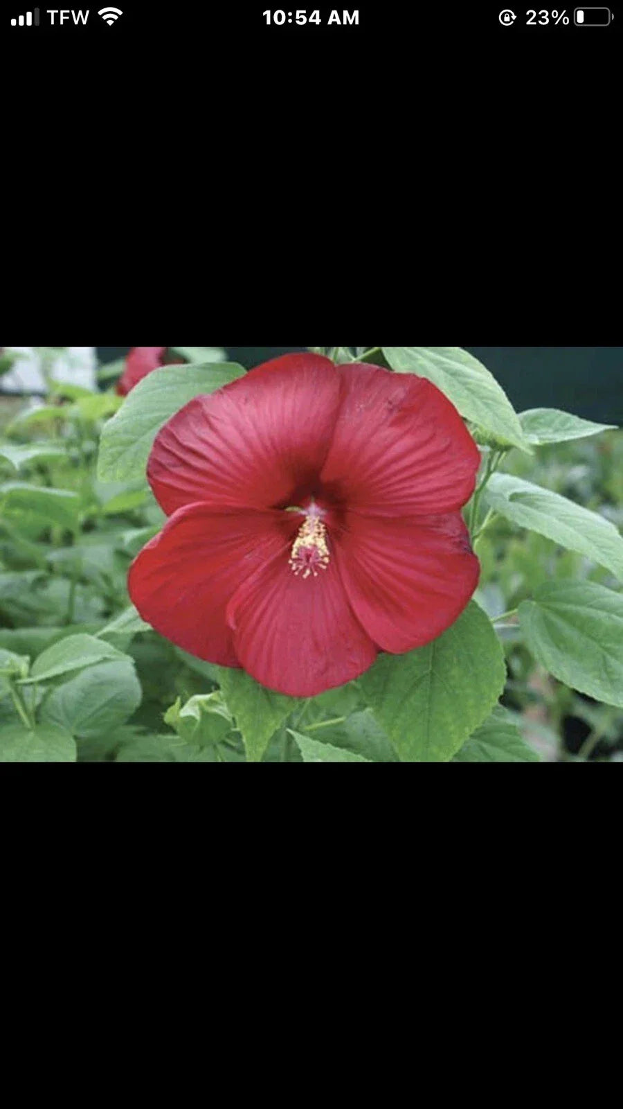 Hibiscus Plant Plug 3-Inch Luna Red Starter Plant Hibiscus rosa-sinensis for Garden, Compact Blooms, Full Sun, Easy Care