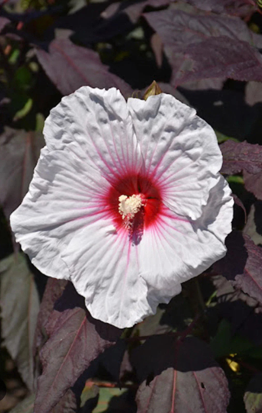 Mocha Moon Hibiscus Starter Plant - Small Rooted - Huge Blooms 8-10” - Hibiscus moscheutos - Vibrant Mocha Flowers