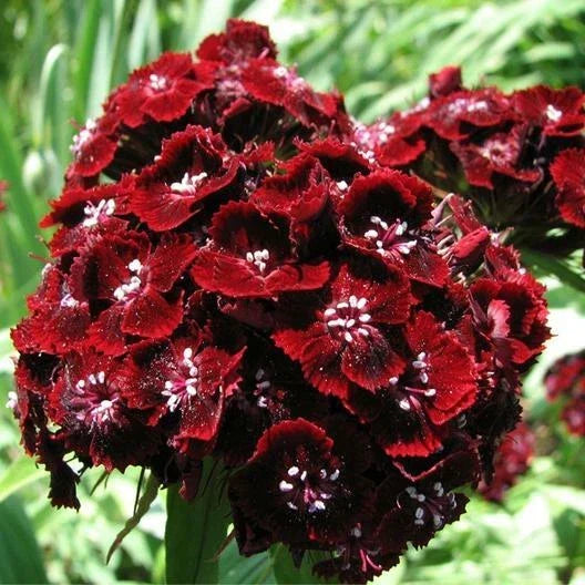 Sweet William Seeds - 200 Non-GMO Seeds - Dianthus DUNETTI Red - Attracts Butterflies - Easy to Grow Garden Flowers