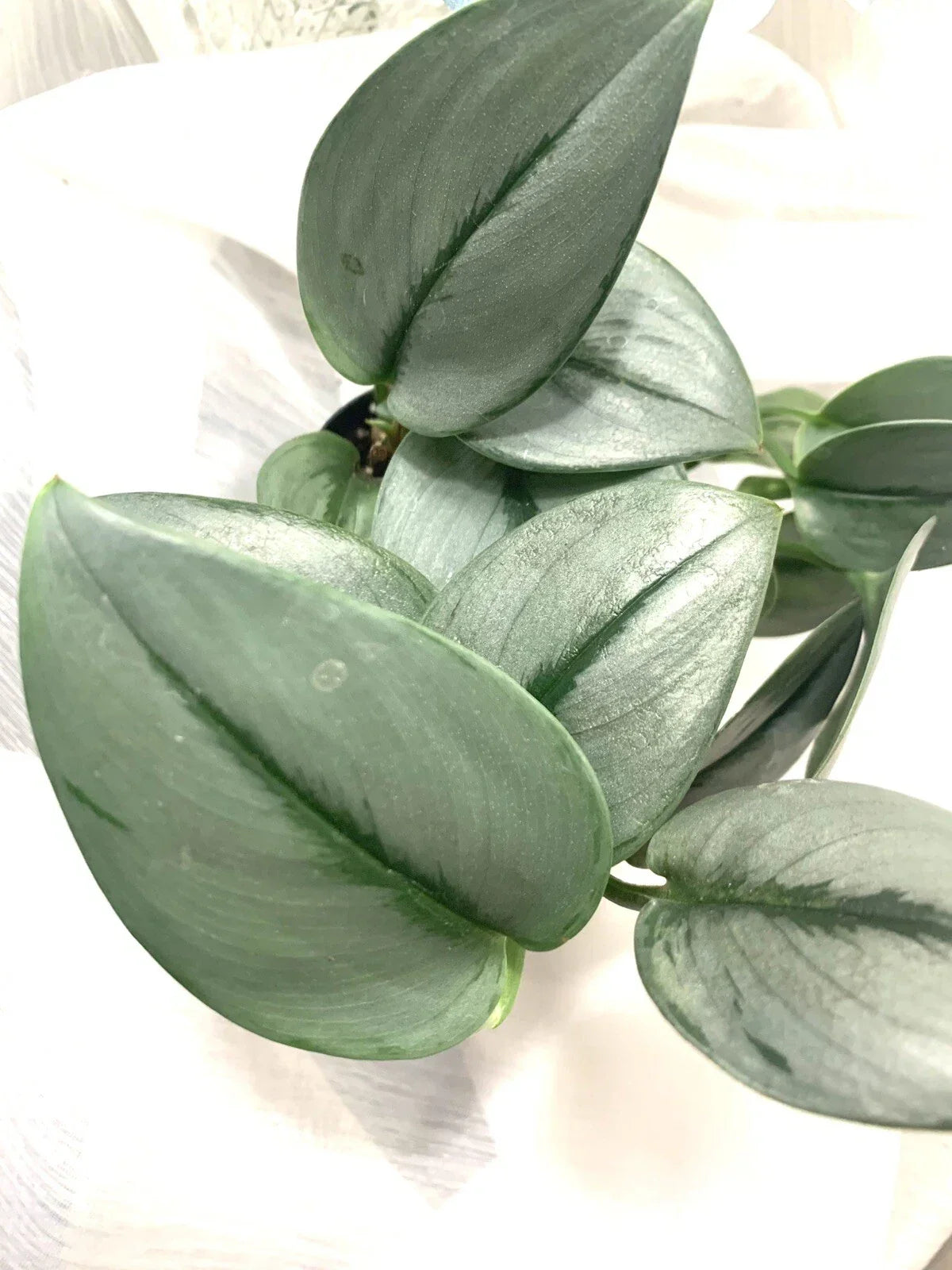 Scindapsus treubii 'Moonlight' Plant - Rooted Starter Cutting - Easy Care Indoor Houseplant - Unique Silvery Leaves