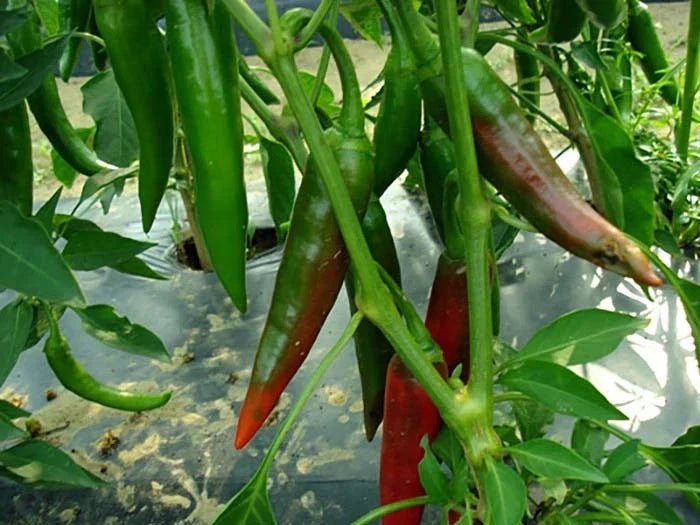Guajillo Chili Pepper Seeds - NON-GMO, Capsicum annuum for Spicy Dishes, Ideal for Mexican Cuisine, Free Shipping