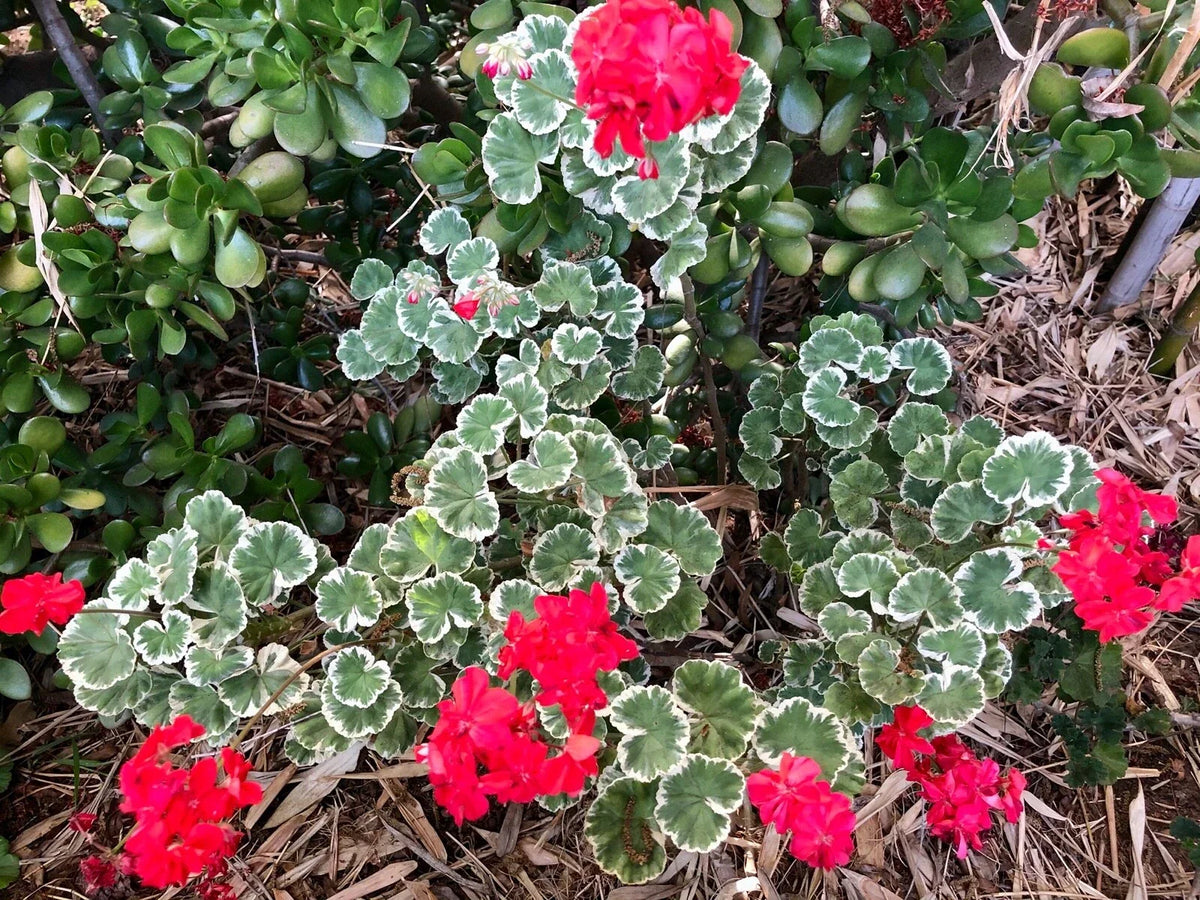 Rare Variegated Zonal Geranium Cutting 6" - White-Tipped Leaves, Red Blooms - Pelargonium hortorum