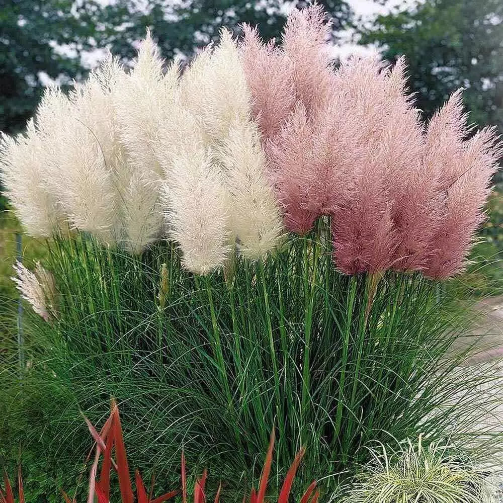 Mixed Pampas Grass Seeds - 500 Seeds - Pink & White Ornamental Grass - Cortaderia selloana for Garden Landscaping