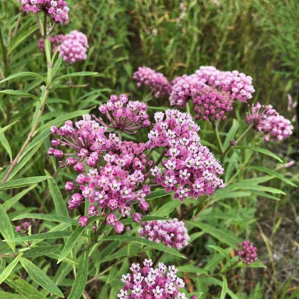 Swamp Milkweed Seeds 30+ Pack | Asclepias incarnata | Perennial Butterfly & Bee Attractor | USA Grown Native Plant Seeds