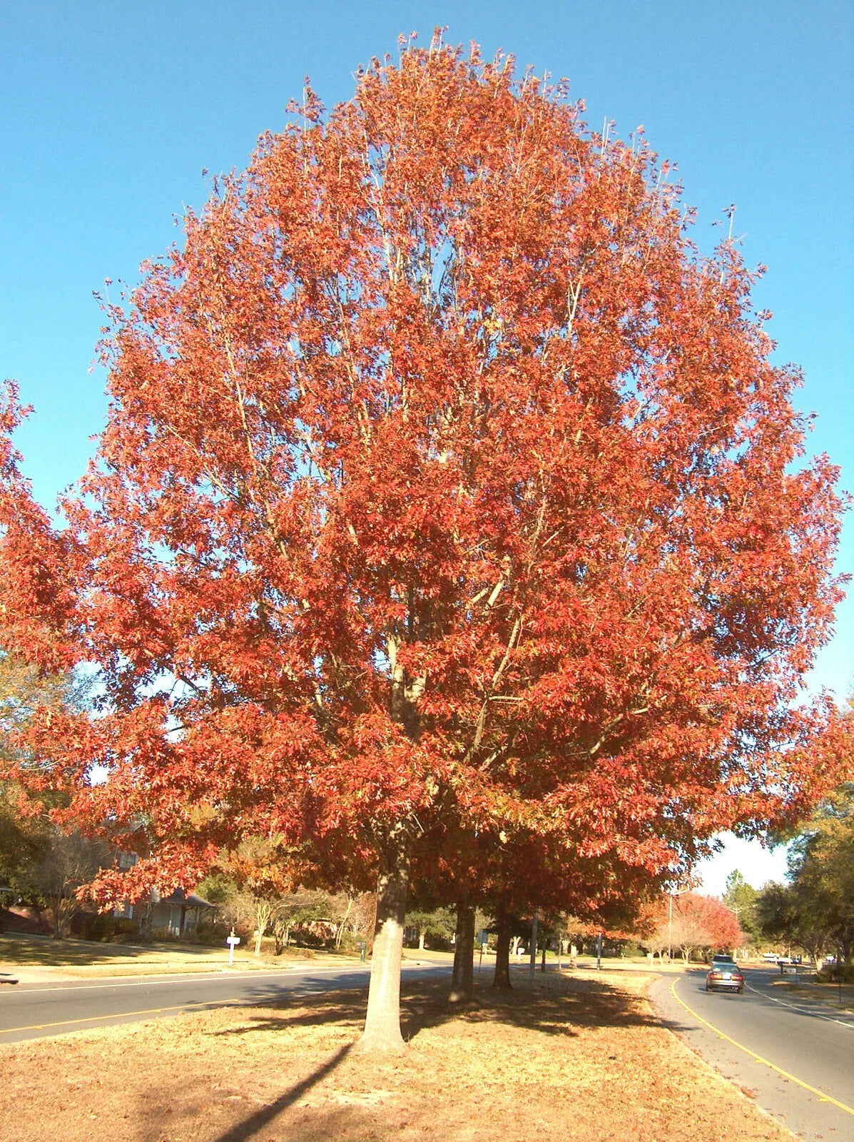 Cherrybark Oak Tree Live Plant 12-16" Bare Root Quercus pagoda - Hardy Landscape Tree for Zones 5-9, Dark Green Foliage