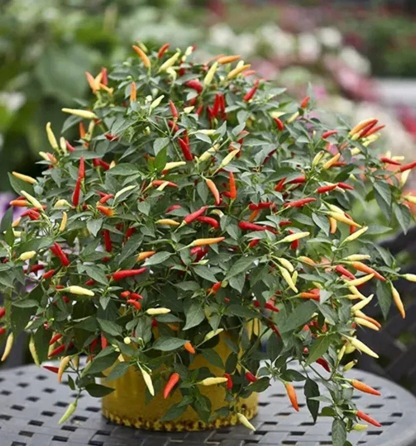 Thai Super Hot Chili Pepper Plant, 4 Inch Organic Ot Hiem Si, Capsicum annuum, Rare Spicy Pepper for Home Garden