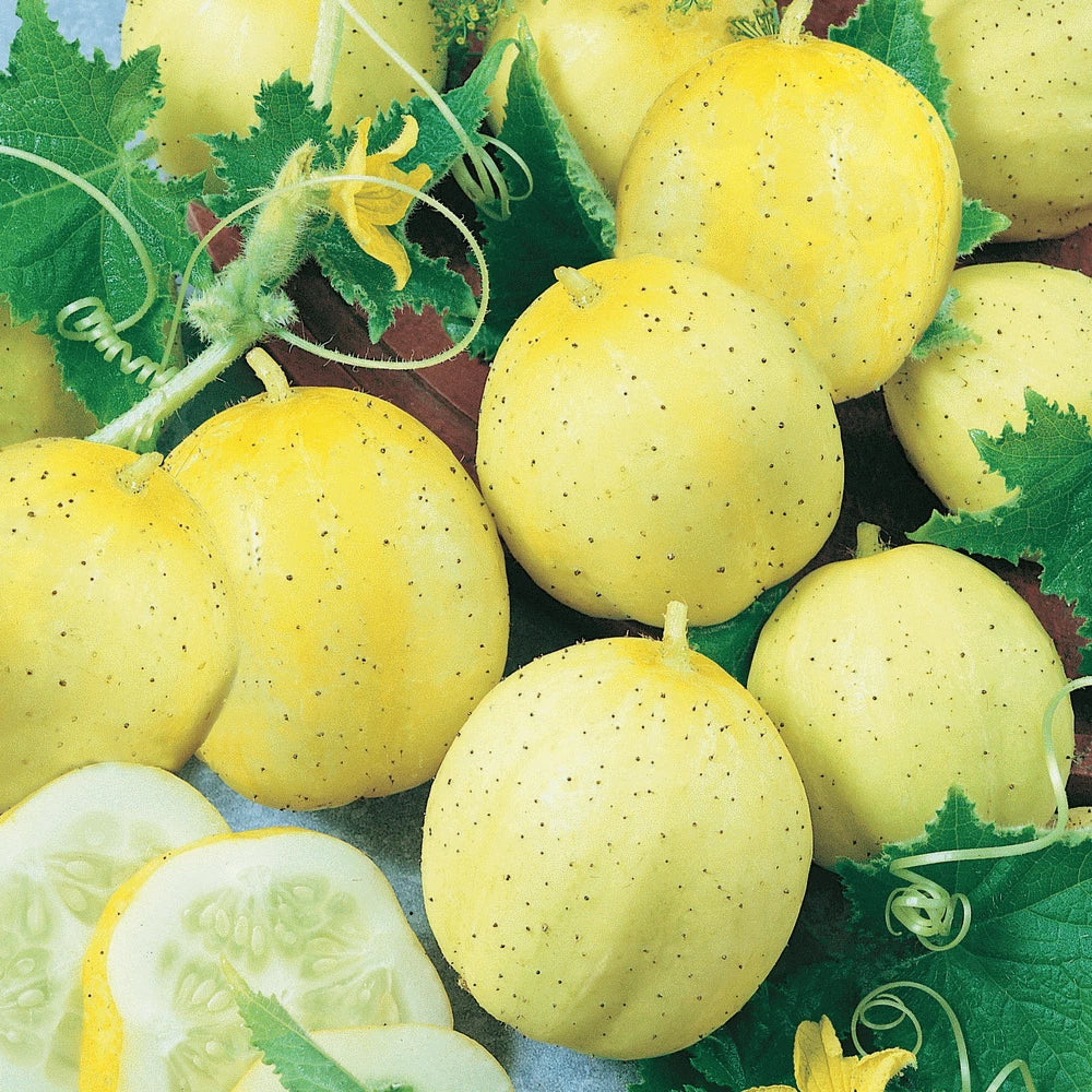Lemon Cucumber Seeds 60+ Heirloom NON-GMO Cucumis sativus for Vegetable Garden - Perfect for Salads - Free Shipping USA