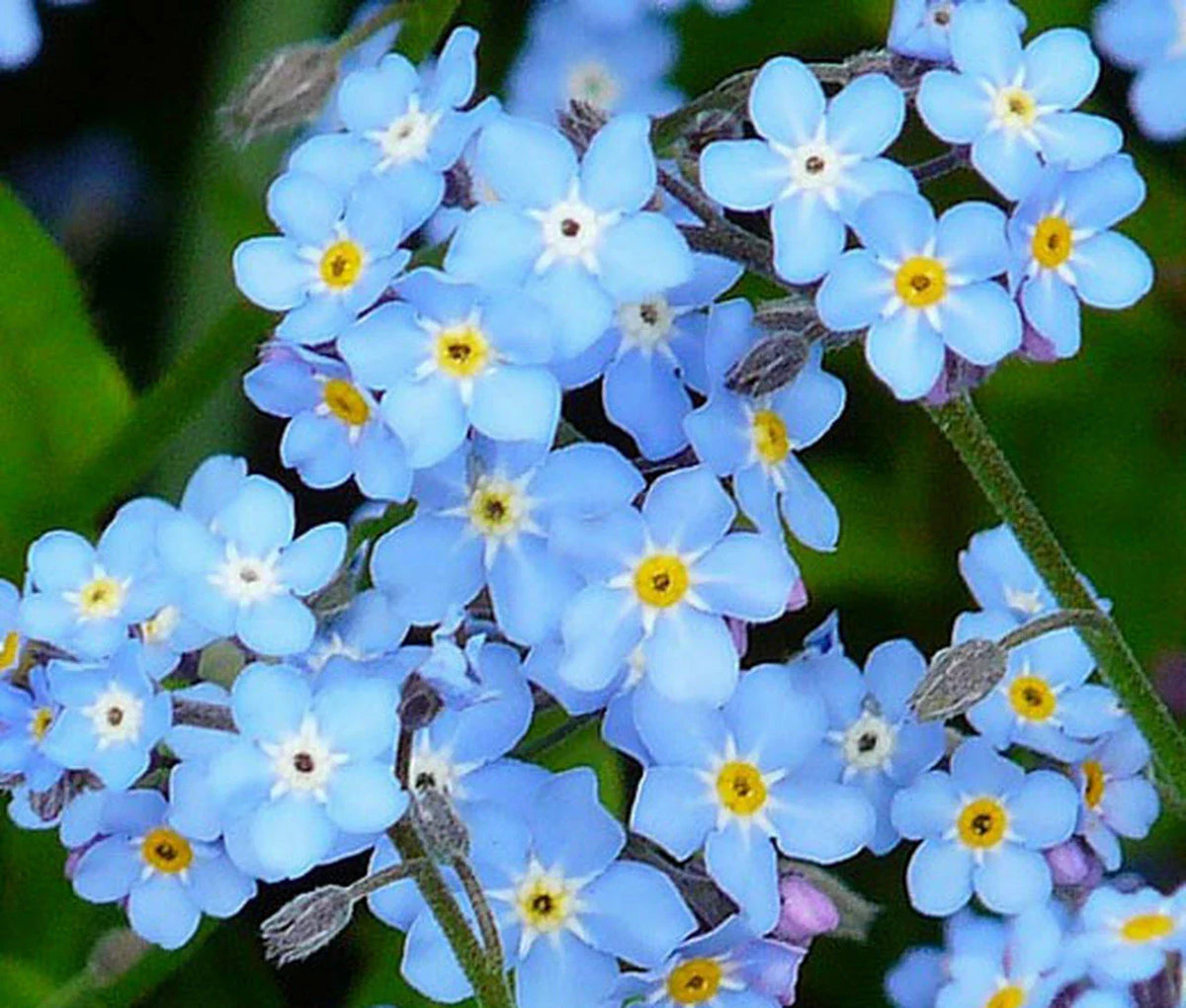 Forget Me Not Seeds - 401+ Blue Blooms - Woodland Wildflower - Myosotis spp. - Sun/Shade Garden Planting