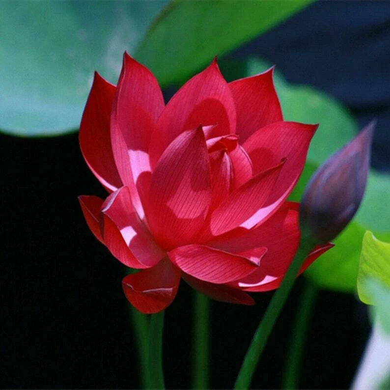 Red Lotus Seeds - 5 Pack - Nelumbo nucifera - Hardy Tropical Flowering Blooms for Ponds and Water Gardens