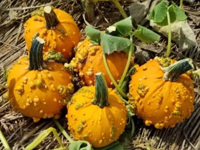Baby Bumps Pumpkin Seeds - 10 Pack - Heirloom - Cucurbita pepo - Unique Mini Pumpkins for Fall Decor and Gardening