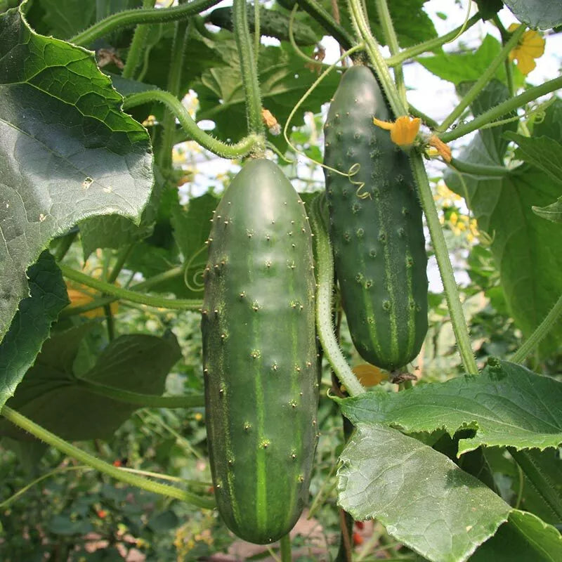 Heirloom Cucumber Seeds 60+ Non-GMO Marketmore Variety Cucumis sativus for Vegetable Garden Planting