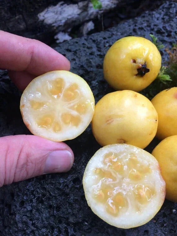 50 Yellow Lemon Guava Seeds - Tropical Fruit Seeds - Psidium littorale - Sweet Flavor for Home Gardening