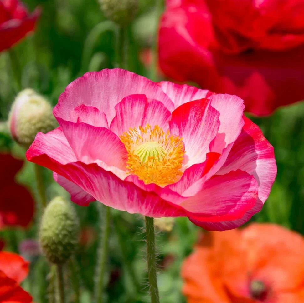 Double Mix Shirley Poppy Seeds | Pink Red Wildflower Seeds | Papaver rhoeas | Non-GMO, Attracts Pollinators, Easy to Grow