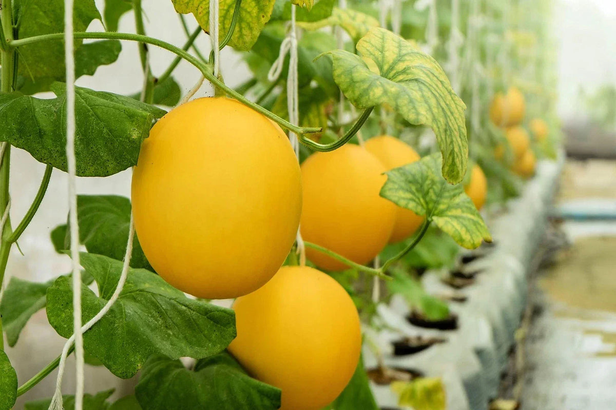 Hanging Melon Seeds - 10 Seeds - Canary Yellow - Cucumis melo - USA Grown, Ideal for Vertical Gardens